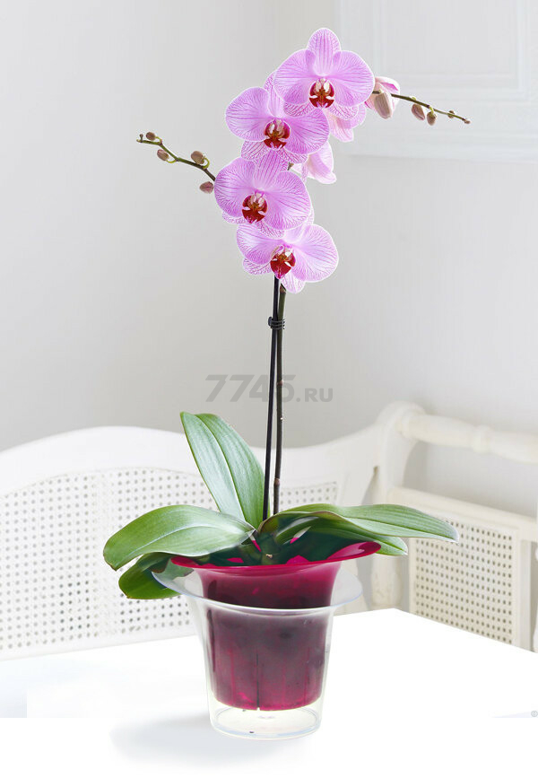 Кашпо для орхидей IDEA Адель 1 л малиновое (М3104) - Фото 3